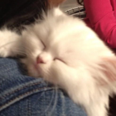 Meet Mercy the kitten