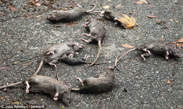 Tiny drowning victims of Sandy