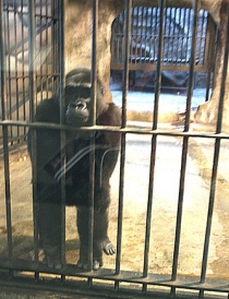 Ape in captivity