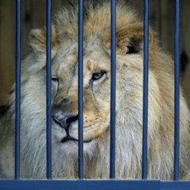 Caged lion
