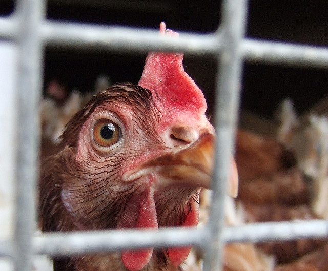 Credit: MattCr on Flickrr