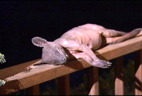 The mysterious beast shot by Mark Cothren