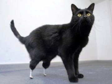 Oscar The Bionic Cat