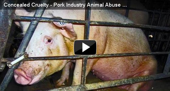 Credit: Mercy For Animals