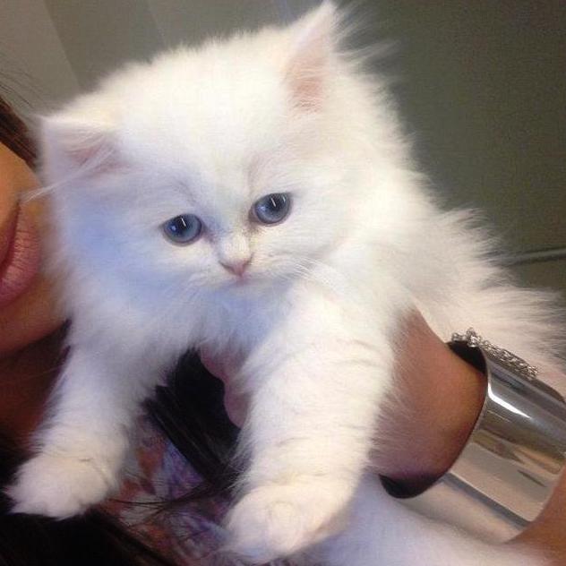 Kim Kardashian's pussy cat Mercy looks a little stupid' 